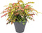Elho Loft Urban Rond 30 - Plantenpot Buiten met Waterreservoir - Ø 29 x H 30.5 cm - Antraciet (2 stuks)