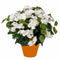 Mica Decorations Begonia - Kunstplant met bloemen - 37 cm - Wit - Terracotta pot