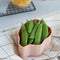 Snack box das perzik - Blafre