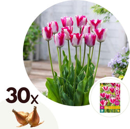 Plant in a Box - Tulipa Mata Hari - Bloembollen x30 - Tulp - Roze, Wit - Dubbelkleurig