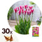 Plant in a Box - Tulipa Mata Hari - Bloembollen x30 - Tulp - Roze, Wit - Dubbelkleurig