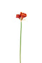 J-Line Amaryllis 3 Bloem Plastiek Donker Oranje - 12 stuks
