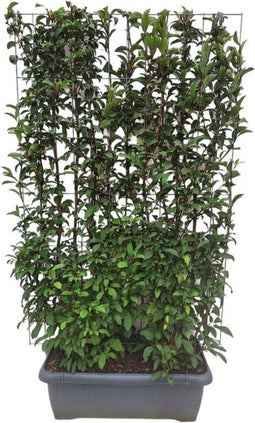 Hedge to Go - Viburnum bodn. Dawn Haag