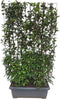 Hedge to Go - Viburnum bodn. Dawn Haag
