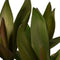 Decorum Cordyline Glauca met Elho brussels white – ↨ 60cm – ⌀ 19cm