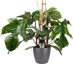 Goed & Groen - Decorum Philodendron Squamiferum - Pyramide in ELHO Round (antraciet) - ↨ 70cm - Potmaat 20 - Exclusieve Kwaliteit Planten - Kamer Plant - Kamerplanten - Sfeer - Interieur
