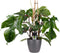 Goed & Groen - Decorum Philodendron Squamiferum - Pyramide in ELHO Round (antraciet) - ↨ 70cm - Potmaat 20 - Exclusieve Kwaliteit Planten - Kamer Plant - Kamerplanten - Sfeer - Interieur