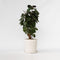 Plant in a Box - Polyscias Fabian - Karakteristieke groene kamerplant - Donkergroene leerachtige bladeren - Pot 21cm - Hoogte 80-85cm