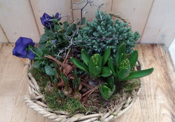 Hyacint de luxe plantenbakje buitenWarentuin Natuurlijk