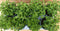Kruiden Marjolein 8 potjes in tray
