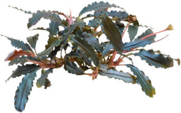 Easy grow 11 bucephalandra biblis