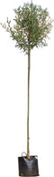 Knotwilg 180 cm stamhoogte | Salix alba KNOT 10-14 cm 180-200 cm| Bomenbezorgd.nl