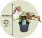 Plant in a Box - Caladium Carnaval - Exotische kamerplant - Pot 17cm - Hoogte 40-50cm