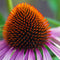 Plant in a Box - Echinacea Purpurea - Set van 10 - Rode zonnehoed - Wortelstokken - Bloeiende plant
