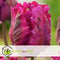 Plant in a Box - Tulipa Parrot Negrita - Bloembollen x15 - Tulp - Donkerpaars - Sierlijk gevormde bloemen