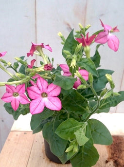 3 stuks! Siertabak eenjarig roze