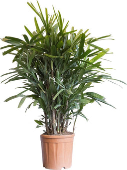 2 stuks! Bamboepalm Rhapis excelsa 70 cm