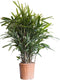 2 stuks! Bamboepalm Rhapis excelsa 70 cm