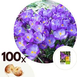 Plant in a Box - Crocus Ruby Giant - 100x Krokus bollen - Vroege bloeiers - Bloembollen winterhard