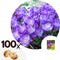 Plant in a Box - Crocus Ruby Giant - 100x Krokus bollen - Vroege bloeiers - Bloembollen winterhard