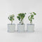 Plant in a Box - Anisodontea capensis - Kaaps Kaasjeskruid – Kaapse Malve - Set van 3 - roze/paars – bloeiende tuinplant – ⌀9 cm – hoogte 25-40 cm