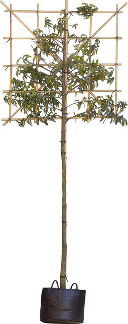 Portugese laurier leiboom 200 cm | Prunus lusitanica 6-10 cm 200 cm| Bomenbezorgd.nl