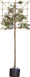 Portugese laurier leiboom 200 cm | Prunus lusitanica 6-10 cm 200 cm| Bomenbezorgd.nl