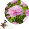 Plant in a Box - Paeonia pioen 'Sarah Bernhardt' - Set van 2 - Pioenen - Bloemknollen - Zomerbloeiers - Tuinbloemen - Roze
