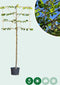 Leilinde Tillia Europaea Pallida - 220 cm Stamhoogte