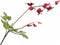 Silk-ka Kunstbloem-Zijden Bloem Frittelaria Tak Rood-Bruin 71 cm