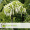 Plant in a Box - Wisteria floribunda 'Longissima Alba' - Set van 2 - Japanse blauwe regen - Witbloeiende sierplant - Klimmer - Pot 15cm - Hoogte 60-70cm