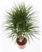 Dracaena Marginata ↨ 100cm - hoge kwaliteit planten