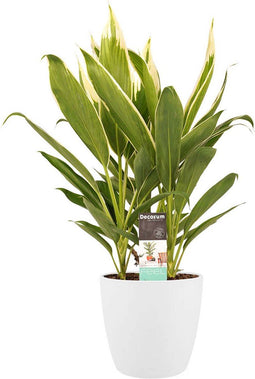 Decorum Cordyline new Conga met Elho brussels white – ↨ 60cm – ⌀ 19cm