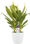 Decorum Cordyline new Conga met Elho brussels white – ↨ 60cm – ⌀ 19cm