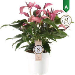Anthurium Zizou – ↨ 45cm – ⌀ 14cm