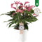 Anthurium Zizou – ↨ 45cm – ⌀ 14cm