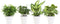 Combibox hippe kamerplanten in Anna White- keramiek – ↨ 25cm – ⌀ 12cm