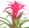 Kamerplant - Guzmania Deseo Pink double