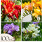 Plant in a Box - Freesia - Mix van 100 - Freesia Dubbel Mix - Bloembollen - Zomerbloeiers