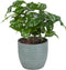 Combibox met kamerplanten in Bergamo keramiek – ↨ 25cm – ⌀ 12cm