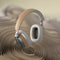 Bowers & Wilkins Px8 - Over-Ear Koptelefoon - Actieve Noise-Cancelling - Bruin