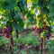 Plant in a Box - Wijnmix - Vitis ‘Himrod’ en ‘Vanessa’ - Set van 2 - ⌀21cm - Hoogte 60-75cm