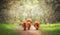 Customize it - Tuinschilderij 4 hooglanders 130x70cm