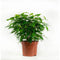 Kamerplant van OnlyPlants - 2x Green kinky - ↕ 28 cm - Ficus benjamina