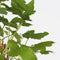 Plant in a Box - Mix van 4 bessenplanten - Braam,kruisbes,aalbes en zwarte bes - Pot 9cm - Hoogte 25-40cm
