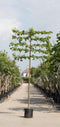Leilinde Tillia Europaea Pallida - 240 cm Stamhoogte