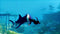 Deep Silver ManEater - Xbox One - Actie RPG - Eet en evolueer