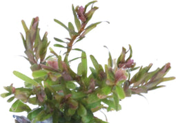 Eg rotala h ra nr99