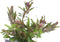 Eg rotala h ra nr99
