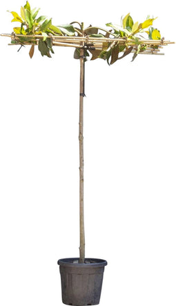 Magnolia grandiflora vierkant dak 200-220 cm stamhoogte | Magnolia grandiflora ‘Galissonière’ 8-12 cm 200-220 cm| Bomenbezorgd.nl